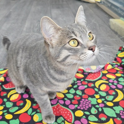 Lebensfrohes Kätzchen Fia wartet auf Post, EKH Jungtier - Katze