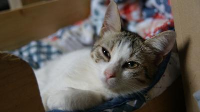 Leila, Mischling - Katze