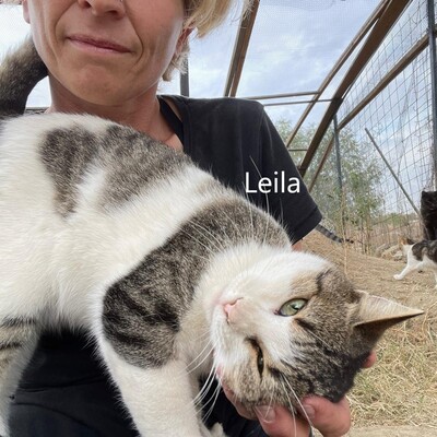 Leila Schmusekatze sucht liebevolles Zuhause, EKH - Katze 1