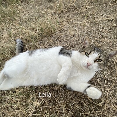 Leila Schmusekatze sucht liebevolles Zuhause, EKH - Katze