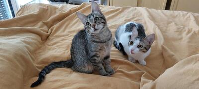 Leila und Sanny, Mischling - Katze