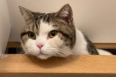 Lena, BRITISCH KURZHAAR - Katze