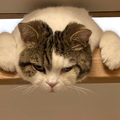 Lena, BRITISCH KURZHAAR - Katze