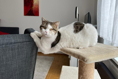 Lena, BRITISCH KURZHAAR - Katze