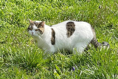 Lena, BRITISCH KURZHAAR - Katze