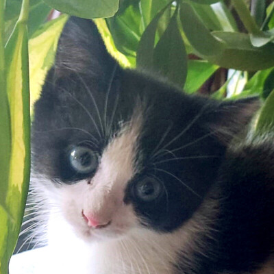 Leni, Unbekannt - Katze