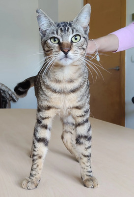 Lenny schüchtener Kater kommt mit Verstärkung