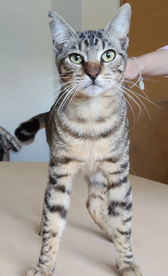 Lenny schüchtener Kater kommt mit Verstärkung, EKH - Kater