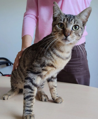 Lenny schüchtener Kater kommt mit Verstärkung, EKH - Kater