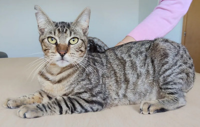 Lenny schüchtener Kater kommt mit Verstärkung, EKH - Kater