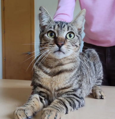 Lenny schüchtener Kater kommt mit Verstärkung, EKH - Kater