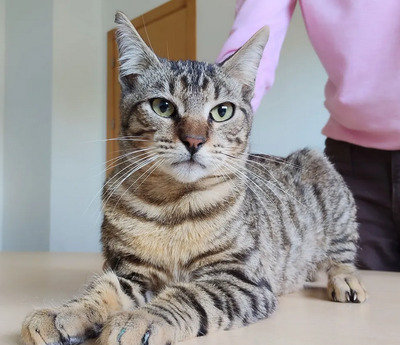 Lenny schüchtener Kater kommt mit Verstärkung, EKH - Kater