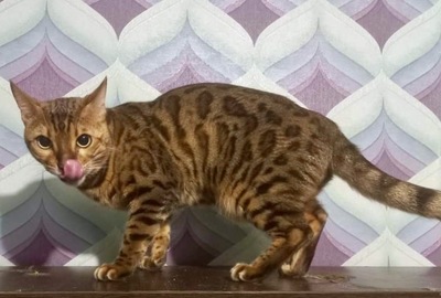 Leo, Bengale - Kater