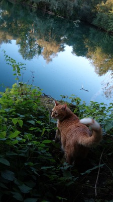 Leo, EHK - Kater