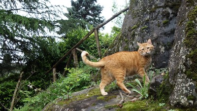 Leo, EHK - Kater
