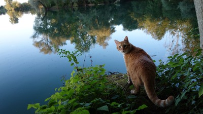 Leo, EHK - Kater