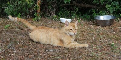 Leo, EHK - Kater