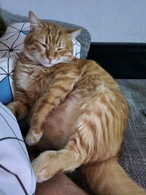 Leo, EHK - Kater