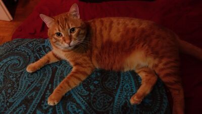 Leo, EHK - Kater
