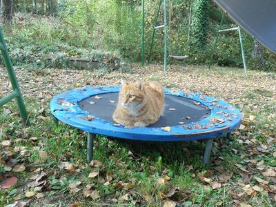Leo, EHK - Kater
