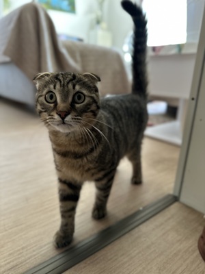 Leo, EKH / SF - Kater