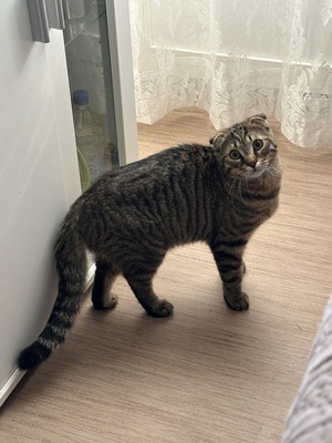 Leo, EKH / SF - Kater
