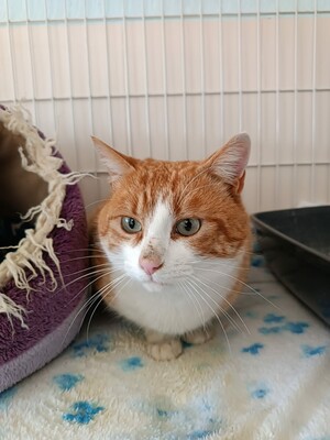 Leo, Europäisch Kurzhaar - Kater