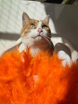 Leo, Europäisch Kurzhaar - Kater