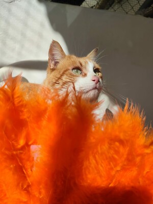 Leo, Europäisch Kurzhaar - Kater