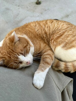 Leo, Europäisch Kurzhaar - Kater