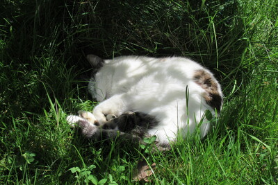 Leo, Hauskatze - Kater