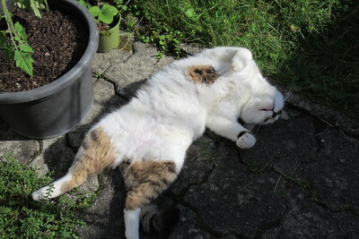 Leo, Hauskatze - Kater