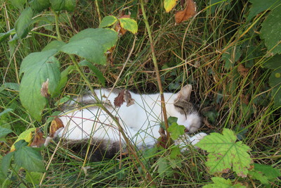 Leo, Hauskatze - Kater