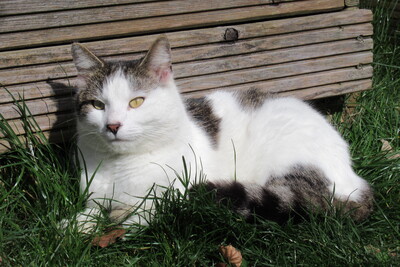 Leo, Hauskatze - Kater