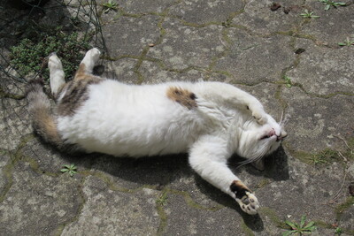 Leo, Hauskatze - Kater