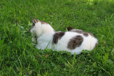 Leo, Hauskatze - Kater