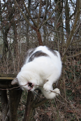 Leo, Hauskatze - Kater