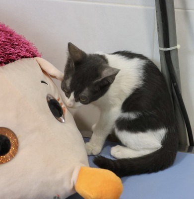 Leo, Mix Jungtier - Kater