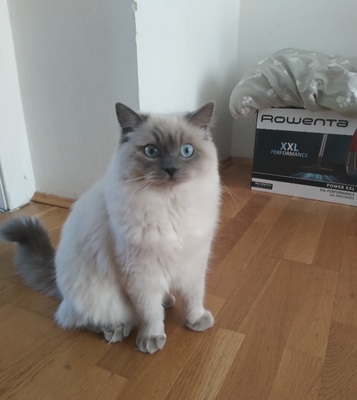 Leo, Ragdoll Jungtier - Kater 1