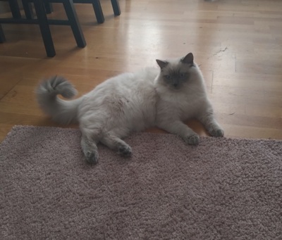 Leo, Ragdoll Jungtier - Kater