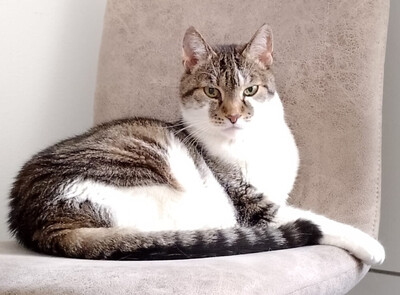 Leo und Mausi – werden gemeinsam vermittelt