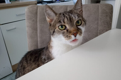 Leo und Mausi – werden gemeinsam vermittelt, Eur. Kurzhaar - Katze