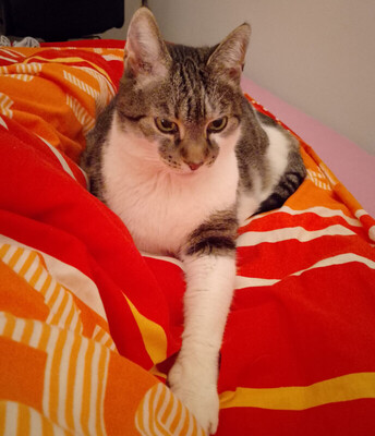 Leo und Mausi – werden gemeinsam vermittelt, Eur. Kurzhaar - Katze