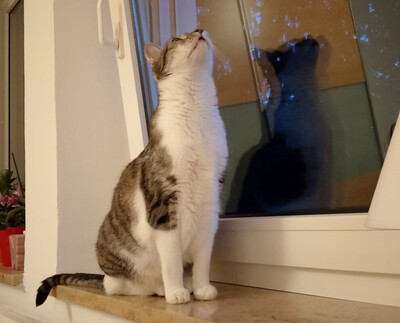 Leo und Mausi – werden gemeinsam vermittelt, Eur. Kurzhaar - Katze