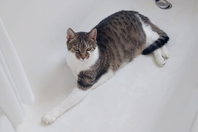 Leo und Mausi – werden gemeinsam vermittelt, Eur. Kurzhaar - Katze