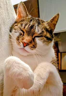 Leo und Mausi – werden gemeinsam vermittelt, Eur. Kurzhaar - Katze