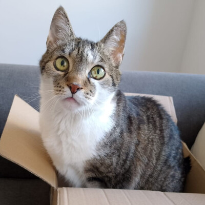 Leo und Mausi – werden gemeinsam vermittelt, Eur. Kurzhaar - Katze