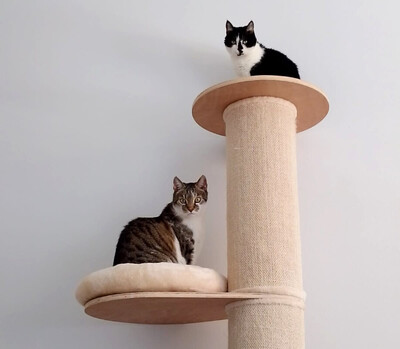 Leo und Mausi – werden gemeinsam vermittelt, Eur. Kurzhaar - Katze