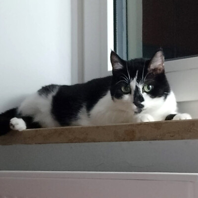 Leo und Mausi – werden gemeinsam vermittelt, Eur. Kurzhaar - Katze