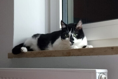 Leo und Mausi – werden gemeinsam vermittelt, Eur. Kurzhaar - Katze